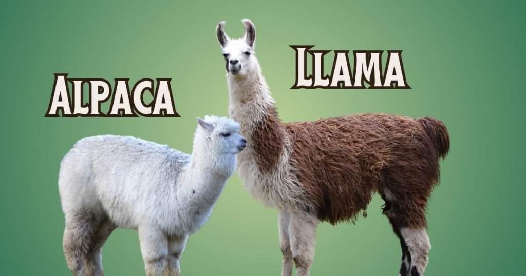 A llama and an alpaca photographed together in a grassy field, clearly showing the llama’s longer face and the alpaca’s softer, fluffier coat.